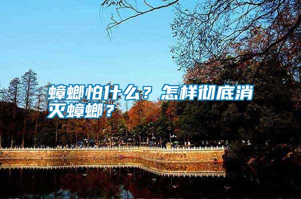 蟑螂怕什么？怎樣徹底消滅蟑螂？