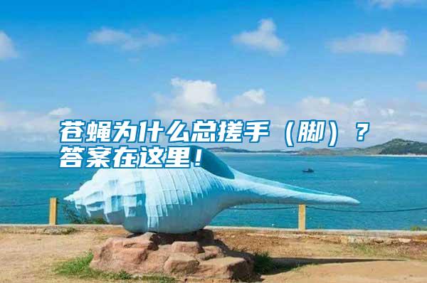 蒼蠅為什么總搓手（腳）？答案在這里！