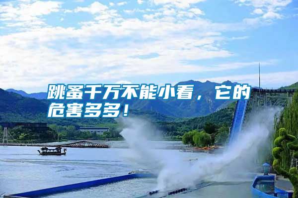 跳蚤千萬(wàn)不能小看，它的危害多多！