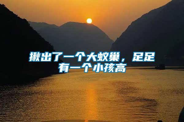 揪出了一個(gè)大蟻巢，足足有一個(gè)小孩高