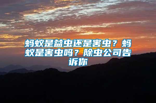 螞蟻是益蟲還是害蟲？螞蟻是害蟲嗎？除蟲公司告訴你