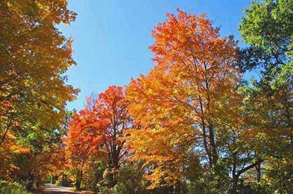 滅螞蟻公司，滅螞蟻公司