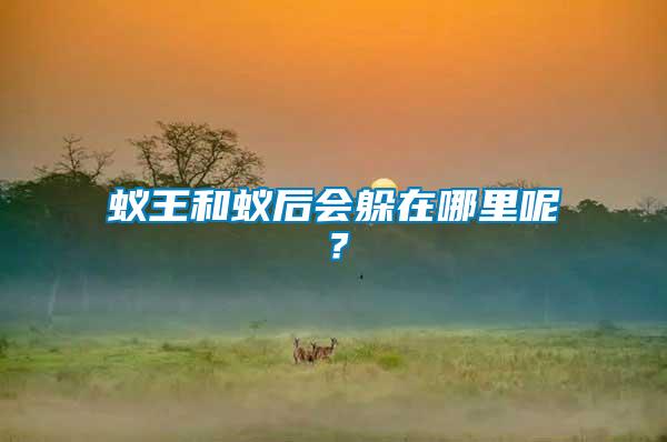 蟻王和蟻后會(huì)躲在哪里呢？