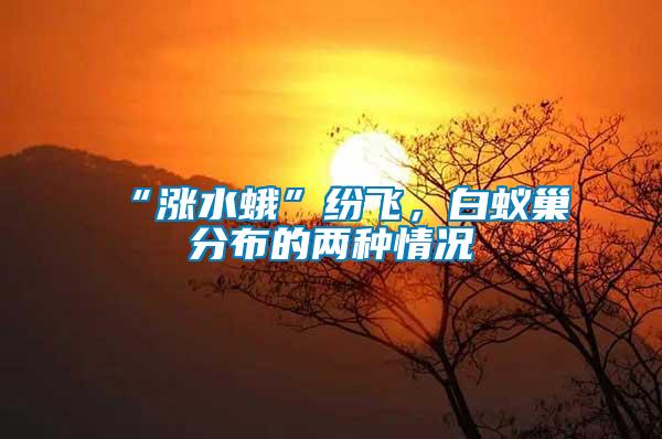 “漲水蛾”紛飛，白蟻巢分布的兩種情況