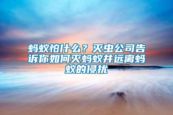螞蟻怕什么？滅蟲公司告訴你如何滅螞蟻并遠(yuǎn)離螞蟻的侵?jǐn)_