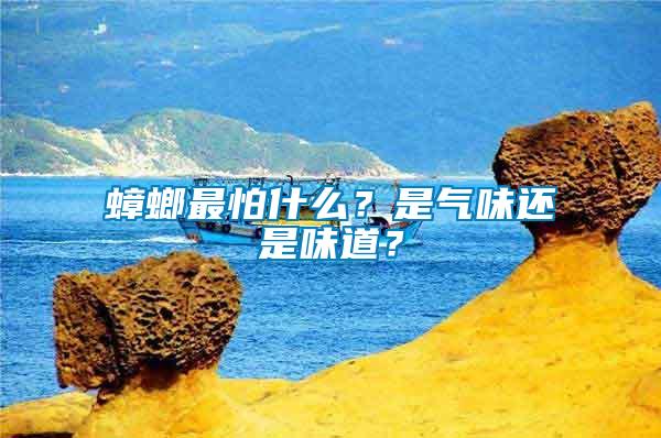 蟑螂最怕什么？是氣味還是味道？