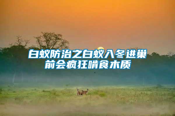 白蟻防治之白蟻入冬進(jìn)巢前會瘋狂啃食木質(zhì)