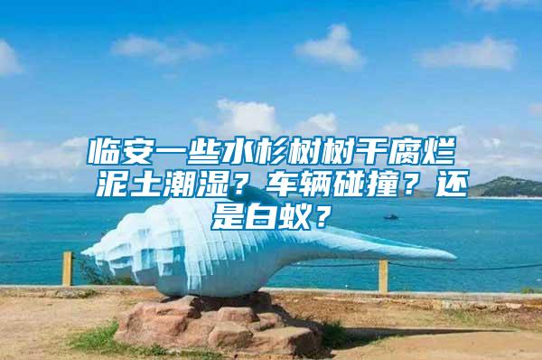 臨安一些水杉樹樹干腐爛 泥土潮濕？車輛碰撞？還是白蟻？