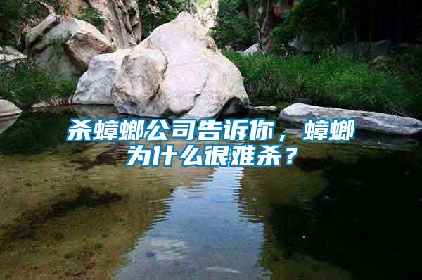 殺蟑螂公司告訴你，蟑螂為什么很難殺？