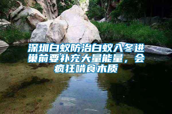 深圳白蟻防治白蟻入冬進(jìn)巢前要補(bǔ)充大量能量，會(huì)瘋狂啃食木質(zhì)