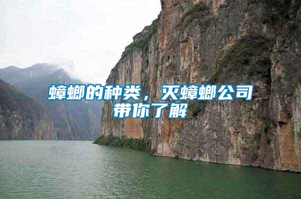 蟑螂的種類，滅蟑螂公司帶你了解