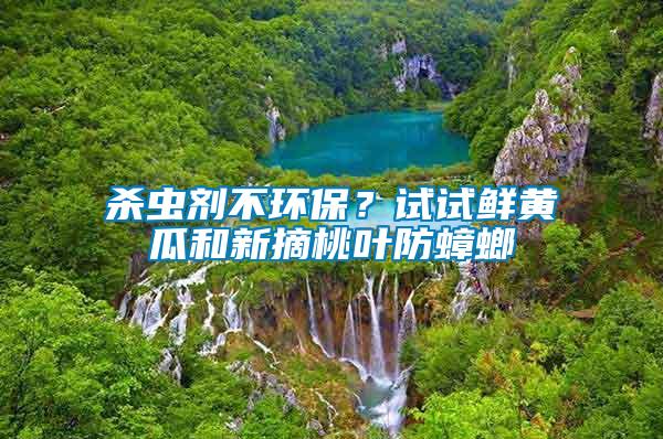 殺蟲劑不環(huán)保？試試鮮黃瓜和新摘桃葉防蟑螂