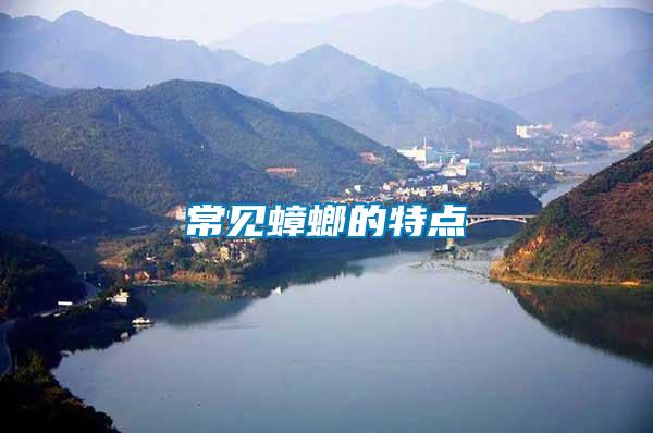 常見蟑螂的特點