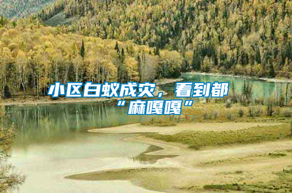 小區(qū)白蟻成災(zāi)，看到都“麻嘎嘎”