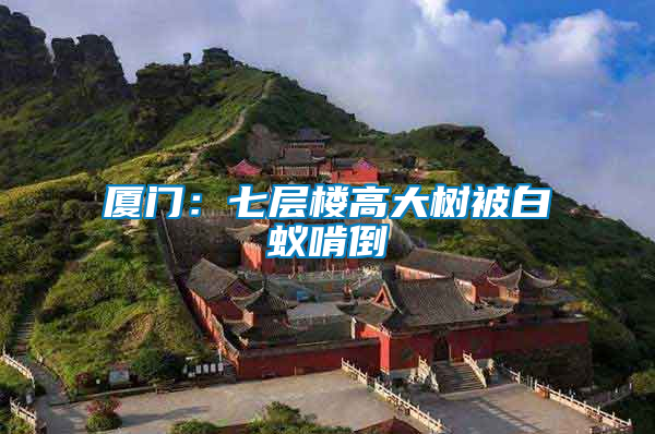 廈門：七層樓高大樹(shù)被白蟻啃倒