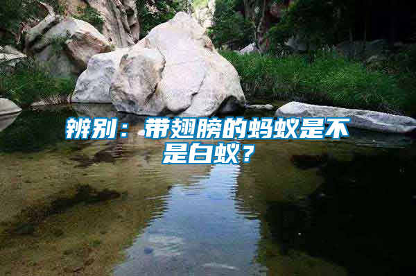 辨別：帶翅膀的螞蟻是不是白蟻？