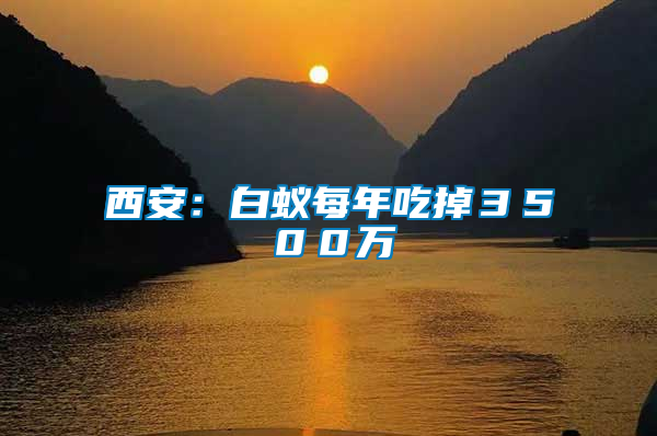 西安:白蟻每年吃掉3500萬